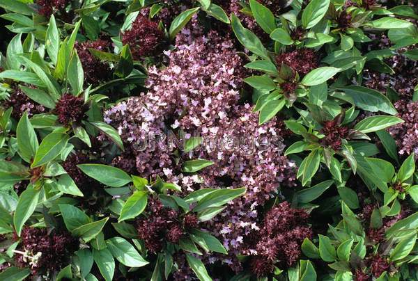 Ocimum basilicum 'Thai Queen'