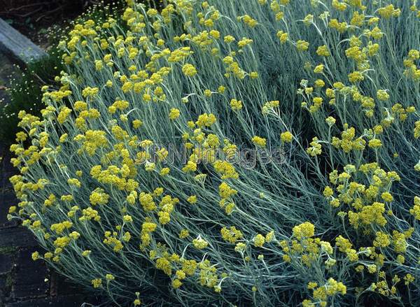 Helichrysum angustifolium