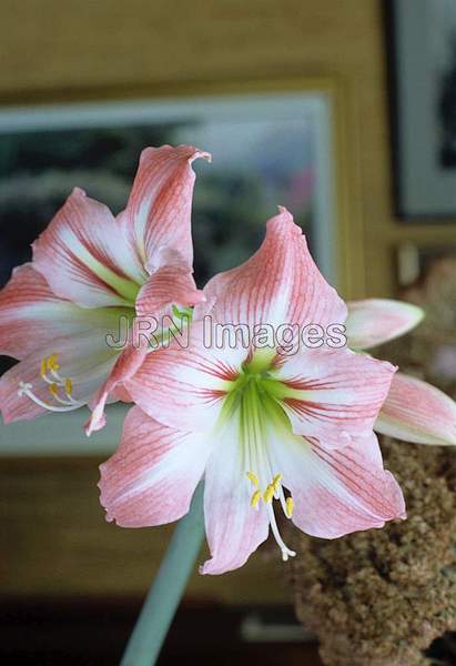 Hippeastrum belladonna 'Amoretta'