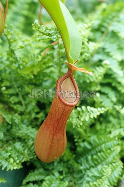 Nepenthes x coccinea