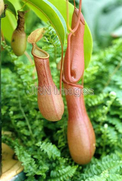 Nepenthes hybrid