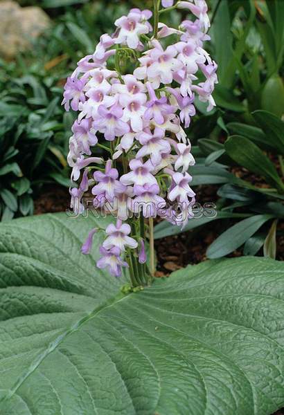 Streptocarpus parviflorus