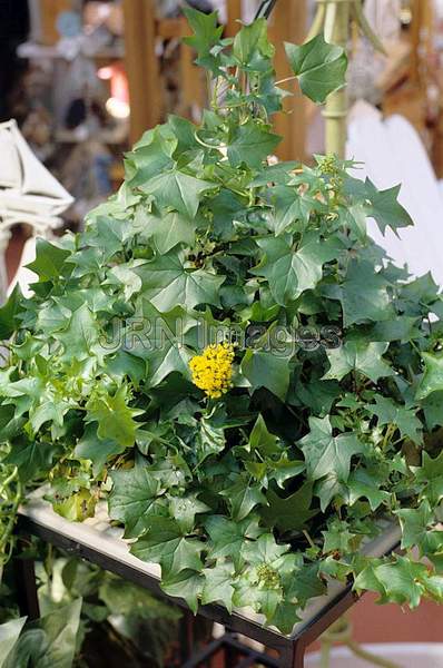 Senecio mikanioides