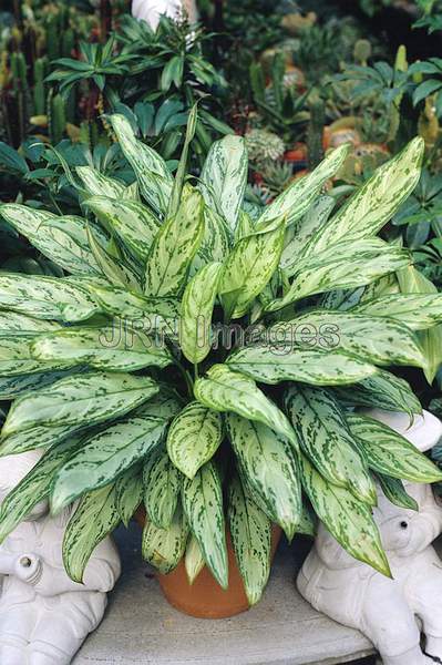 Aglaonema commutatum 'Pseudobracteatum'