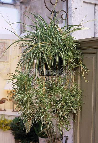 Chlorophytum comosum variegatum