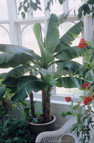 Musa acuminata