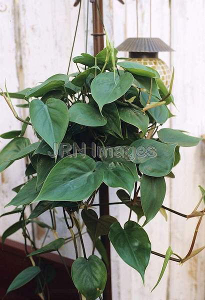 Philodendron oxycardium