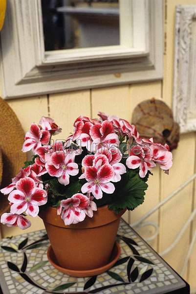 Pelargonium x domesticum