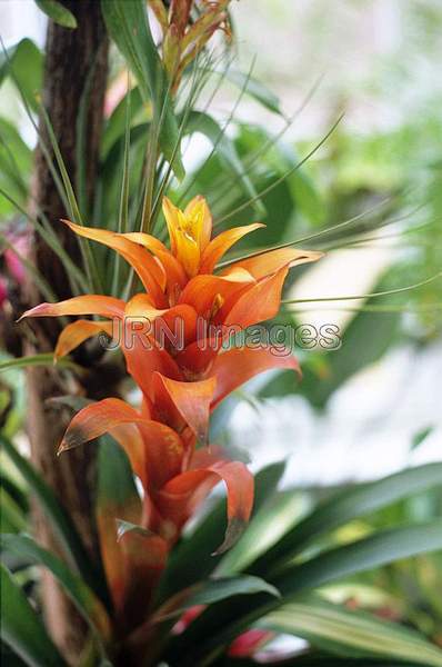 Guzmania hybrid