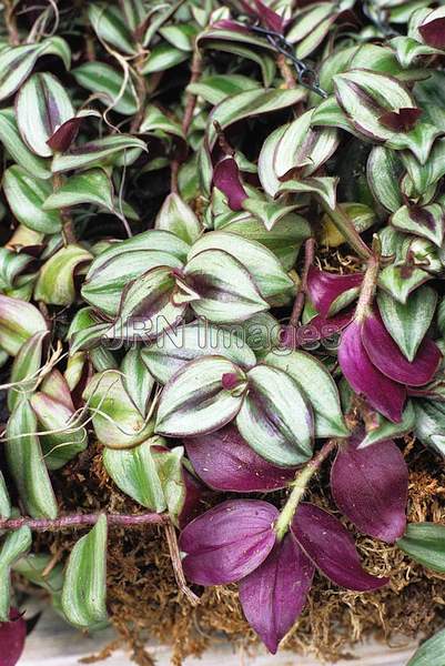 Tradescantia zebrina 'Purpusii'