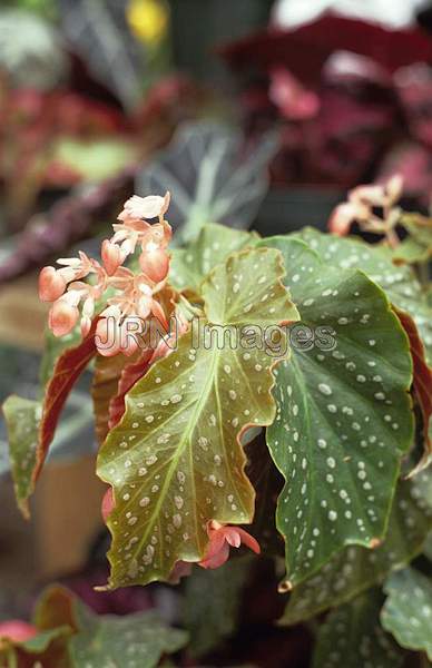 Begonia coccinea