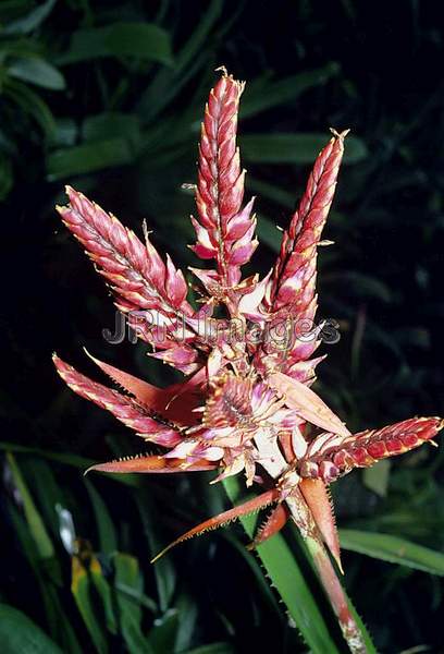 Aechmea tillandsioides