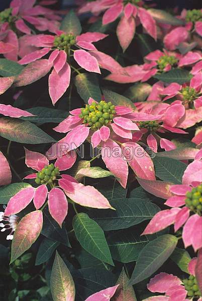 Euphorbia pulcherrima 'Dulce'