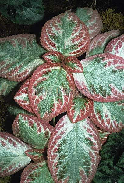 Episcia cupreata