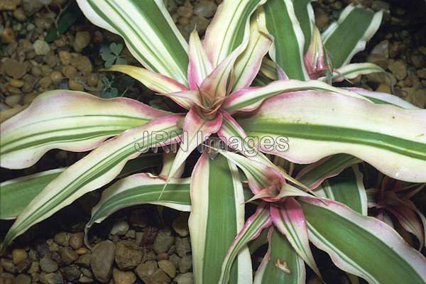 Cryptanthus bromelioides 'Tricolor'