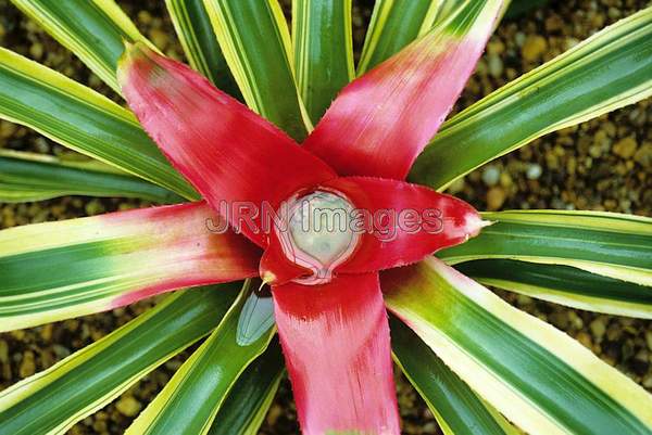 Neoregelia carolinae 'Tricolor'