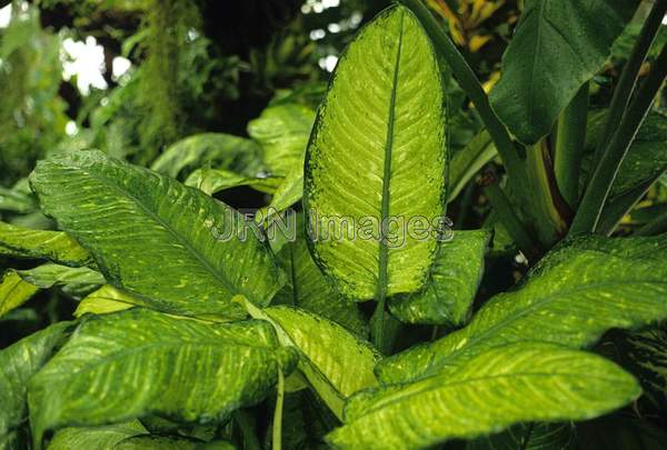 Dieffenbachia maculata 'Rudolph Roehrs'