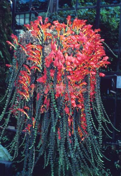 Columnea microphylla