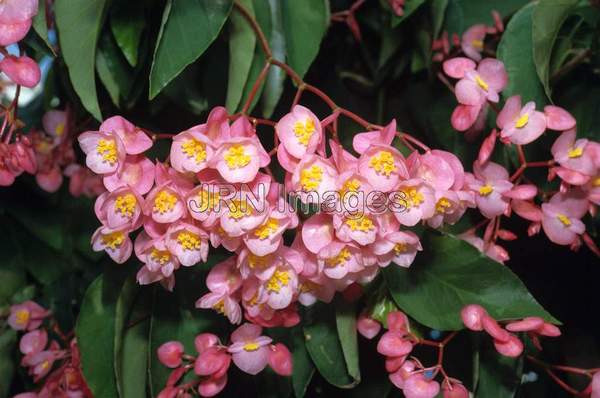 Begonia corallina 'Lucerna'