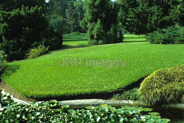 St. Augustine grass