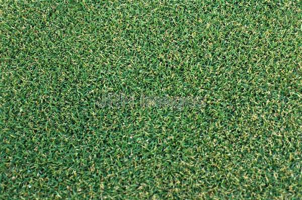 Zoysia 'Cashmere'