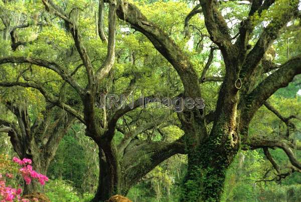 Quercus virginiana