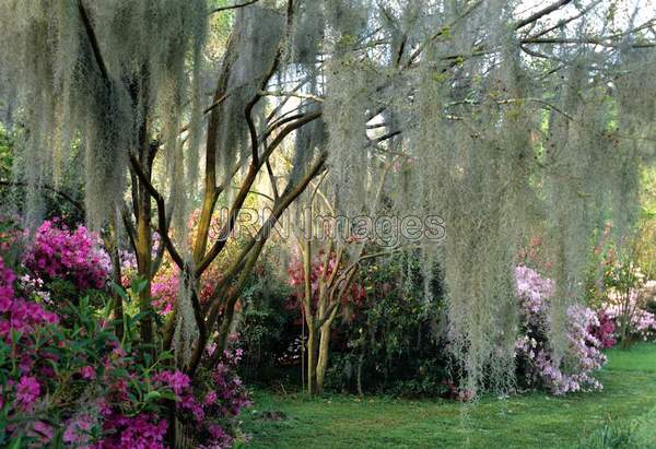 Tillandsia usneoides