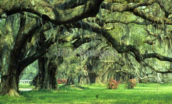 Quercus virginiana