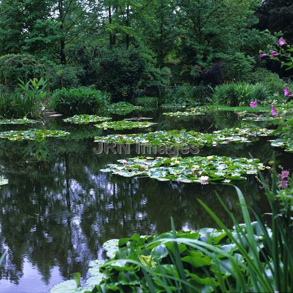 Water Garden