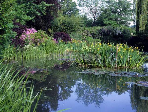 Water Garden