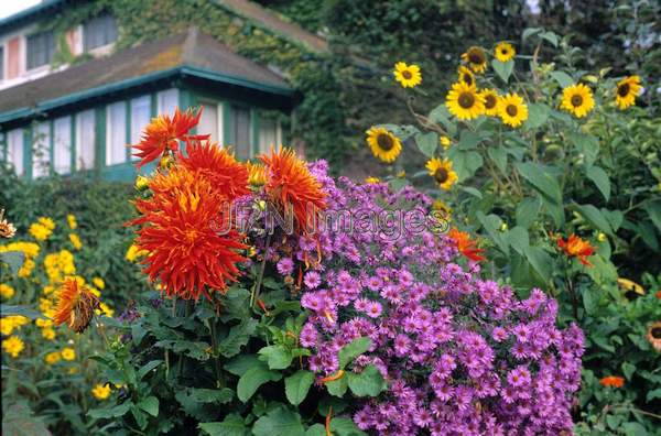 Dahlias, asters and sunflowers