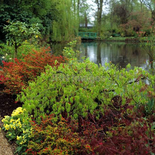 Water Garden