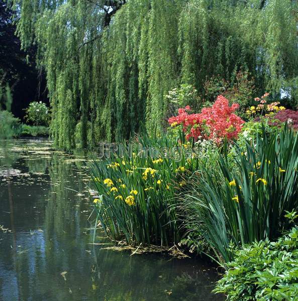 Water Garden