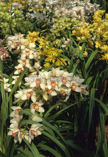 Cymbidium hybrids