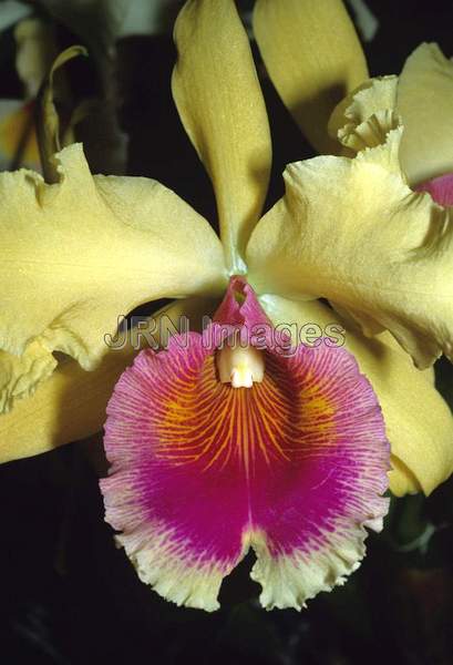 Brassolaeiliocattleya