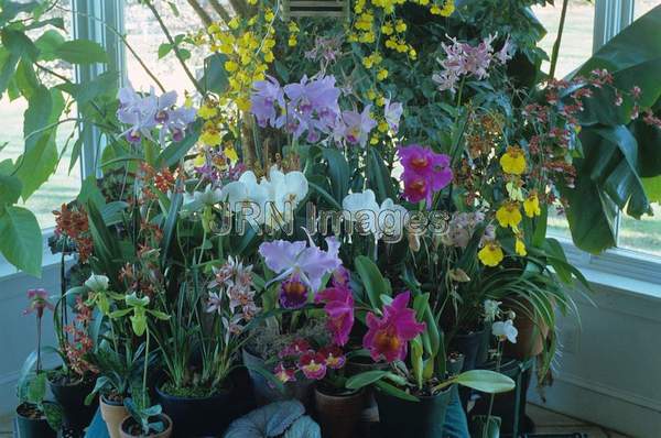 Conservatory display