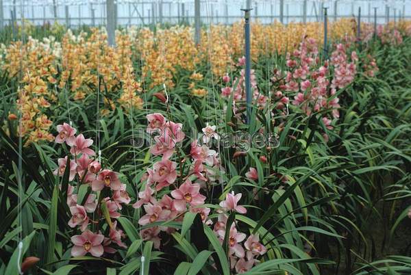 Cymbidium orchids