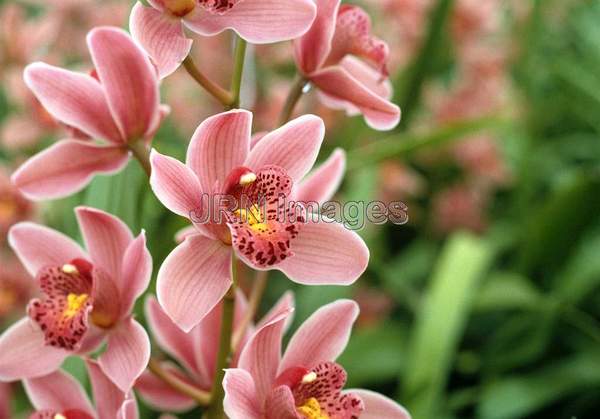 Cymbidium hybrid