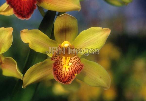 Cymbidium Rodco's Creation 'Golden Forever'