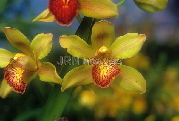 Cymbidium Rodco's Creation 'Golden Forever'