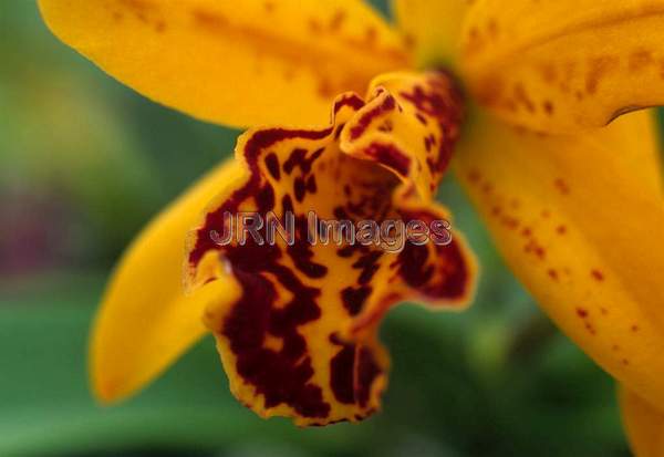 Brassolaeliacattleya 'Copper Queen'