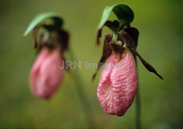 Cypripedium acaule