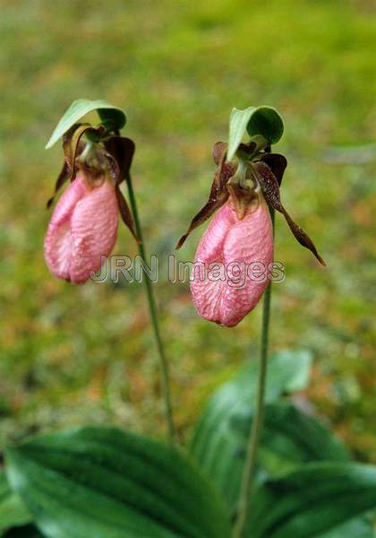 Cypripedium acaule