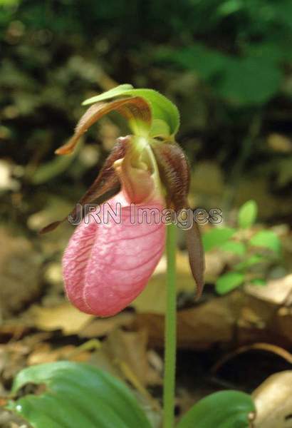 Cypripedium acaule