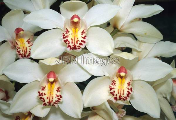 Cymbidium hybrid