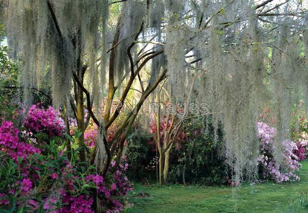 Tillandsia usniodes