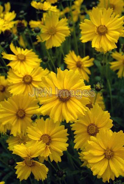 Coreopsis grandiflora 'Badengold'