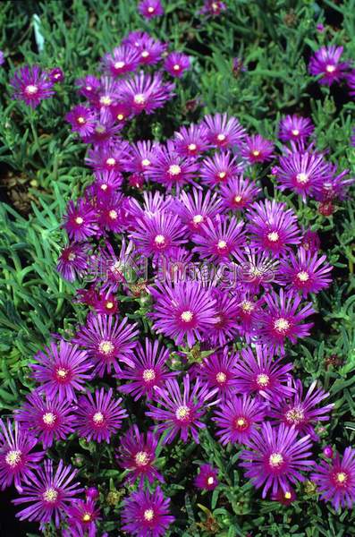 Delosperma cooperi