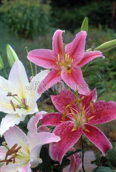 Lilium Oriental hybrids