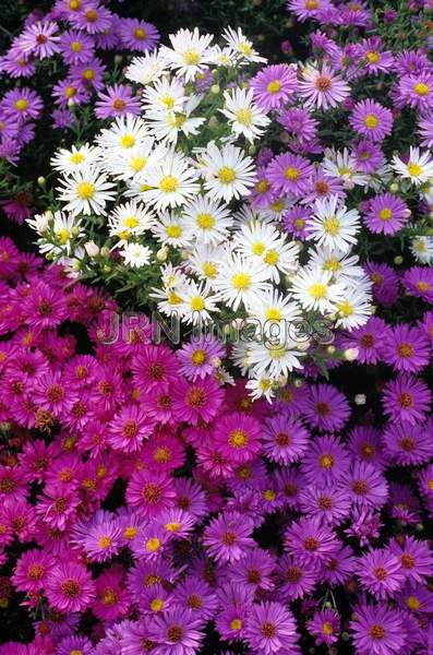 Aster novae-angliae